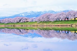Shiroishi River Cherry Blossoms 
